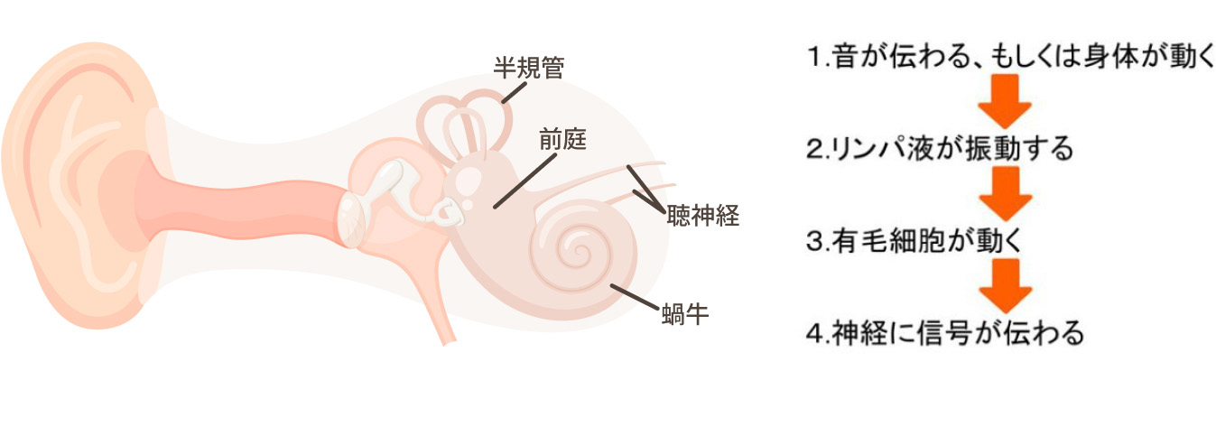 内耳のちょっと詳しいおはなし